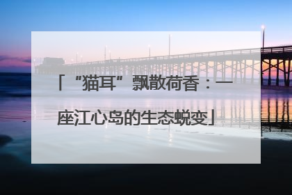 “猫耳”飘散荷香：一座江心岛的生态蜕变