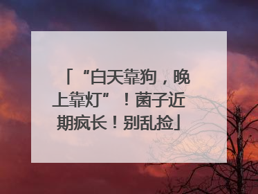 “白天靠狗，晚上靠灯”！菌子近期疯长！别乱捡