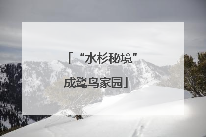 “水杉秘境”成鹭鸟家园