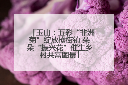 玉山：五彩“非洲菊”绽放横街镇 朵朵“振兴花”催生乡村共富图景
