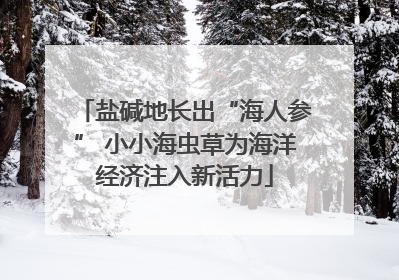 盐碱地长出“海人参” 小小海虫草为海洋经济注入新活力