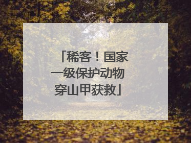 稀客！国家一级保护动物穿山甲获救