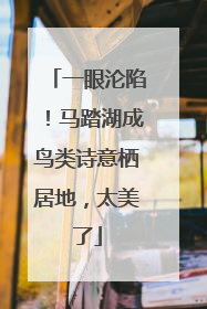 一眼沦陷！马踏湖成鸟类诗意栖居地，太美了
