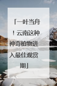 一叶当舟！云南这种神奇植物进入最佳观赏期