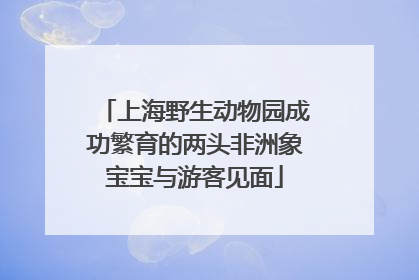 上海野生动物园成功繁育的两头非洲象宝宝与游客见面