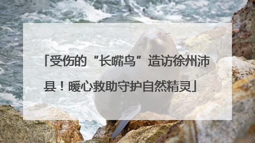受伤的“长嘴鸟”造访徐州沛县！暖心救助守护自然精灵