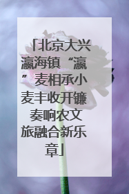 北京大兴瀛海镇“瀛”麦相承小麦丰收开镰 奏响农文旅融合新乐章