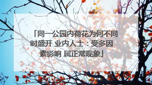 同一公园内荷花为何不同时盛开 业内人士：受多因素影响 属正常现象