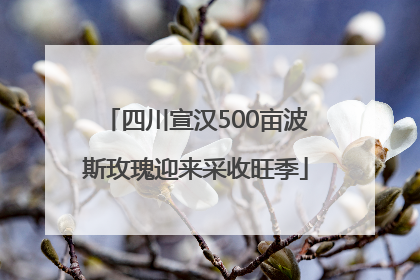 四川宣汉500亩波斯玫瑰迎来采收旺季