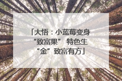 大悟：小蓝莓变身“致富果” 特色生“金”致富有方
