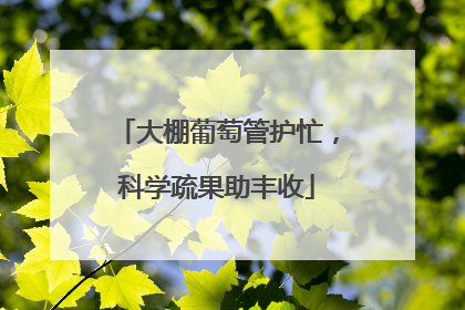 大棚葡萄管护忙，科学疏果助丰收
