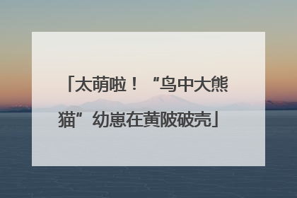 太萌啦！“鸟中大熊猫”幼崽在黄陂破壳