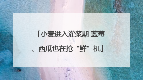小麦进入灌浆期 蓝莓、西瓜也在抢“鲜”机