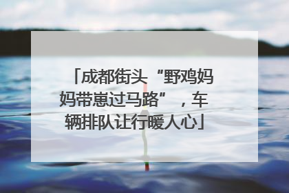 成都街头“野鸡妈妈带崽过马路”，车辆排队让行暖人心
