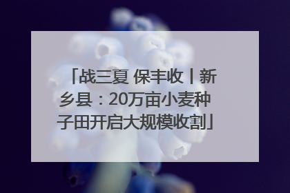 战三夏 保丰收丨新乡县：20万亩小麦种子田开启大规模收割