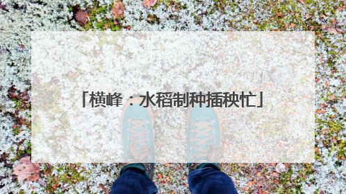 横峰：水稻制种插秧忙