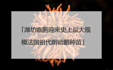 潍坊临朐迎来史上最大规模法国祖代朗德鹅种苗