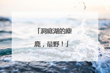 洞庭湖的麋鹿，最野！