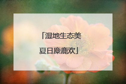 湿地生态美 夏日麋鹿欢