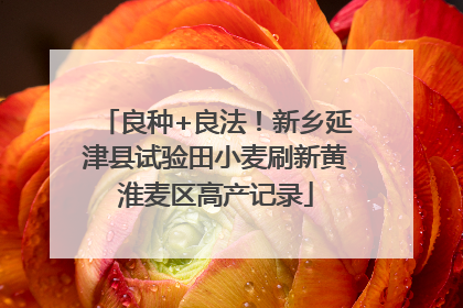 良种+良法！新乡延津县试验田小麦刷新黄淮麦区高产记录
