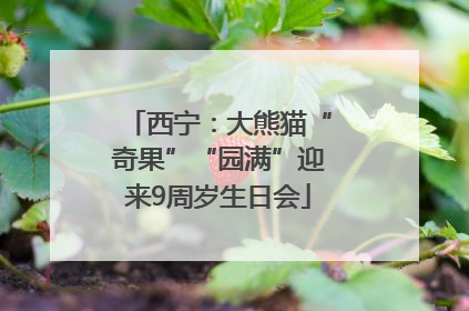 西宁：大熊猫“奇果”“园满”迎来9周岁生日会