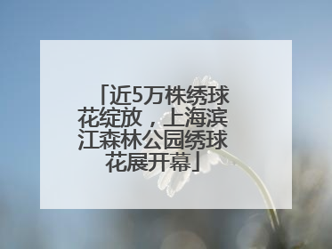 近5万株绣球花绽放，上海滨江森林公园绣球花展开幕
