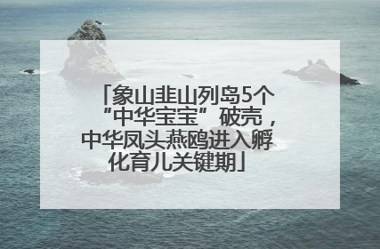 象山韭山列岛5个“中华宝宝”破壳，中华凤头燕鸥进入孵化育儿关键期