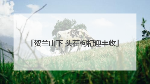 贺兰山下 头茬枸杞迎丰收