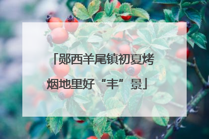 郧西羊尾镇初夏烤烟地里好“丰”景