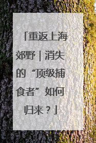 重返上海郊野｜消失的“顶级捕食者”如何归来？