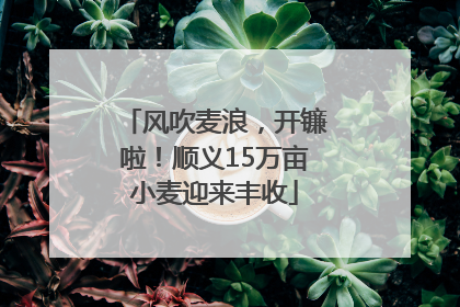 风吹麦浪，开镰啦！顺义15万亩小麦迎来丰收